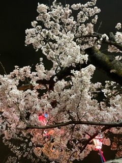 さくら