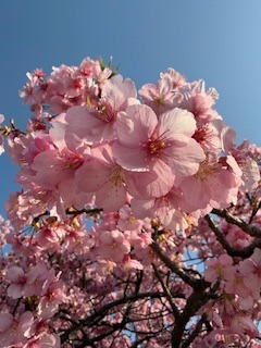河津桜