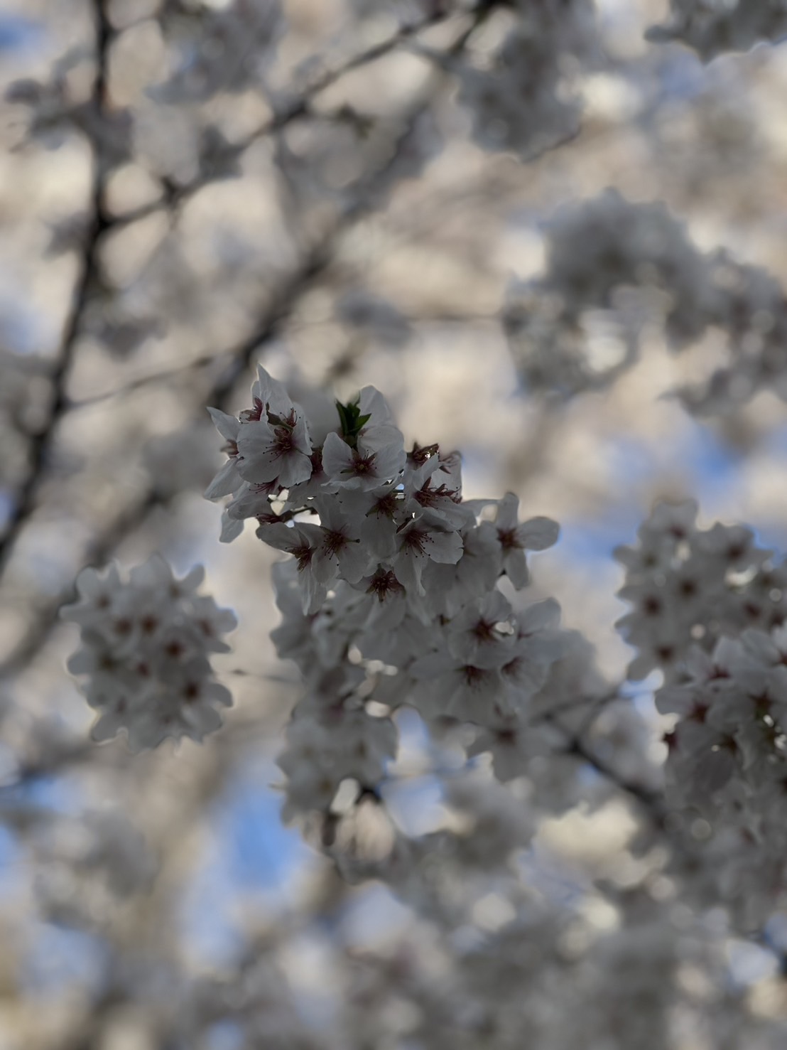 sakura