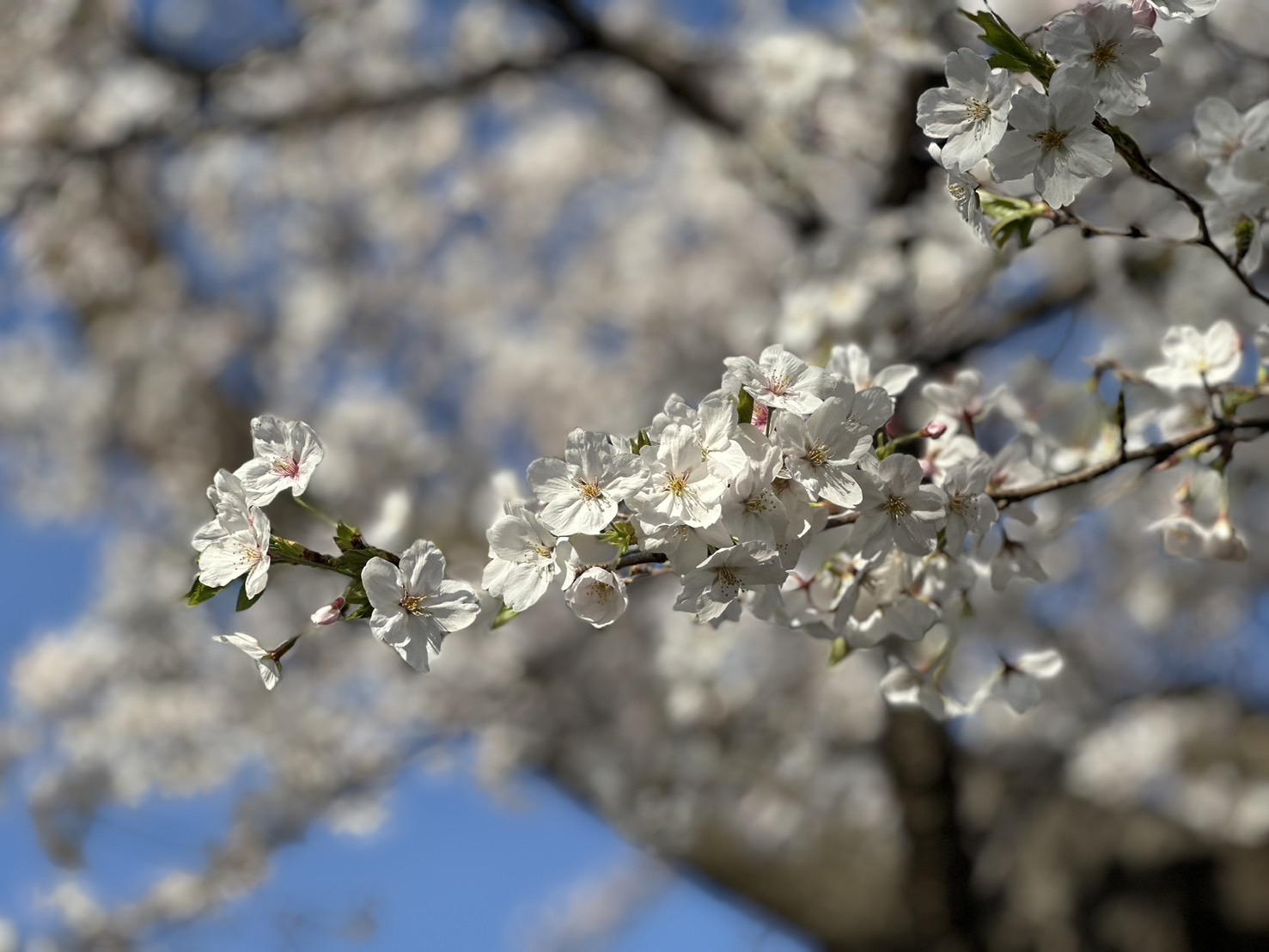 sakura